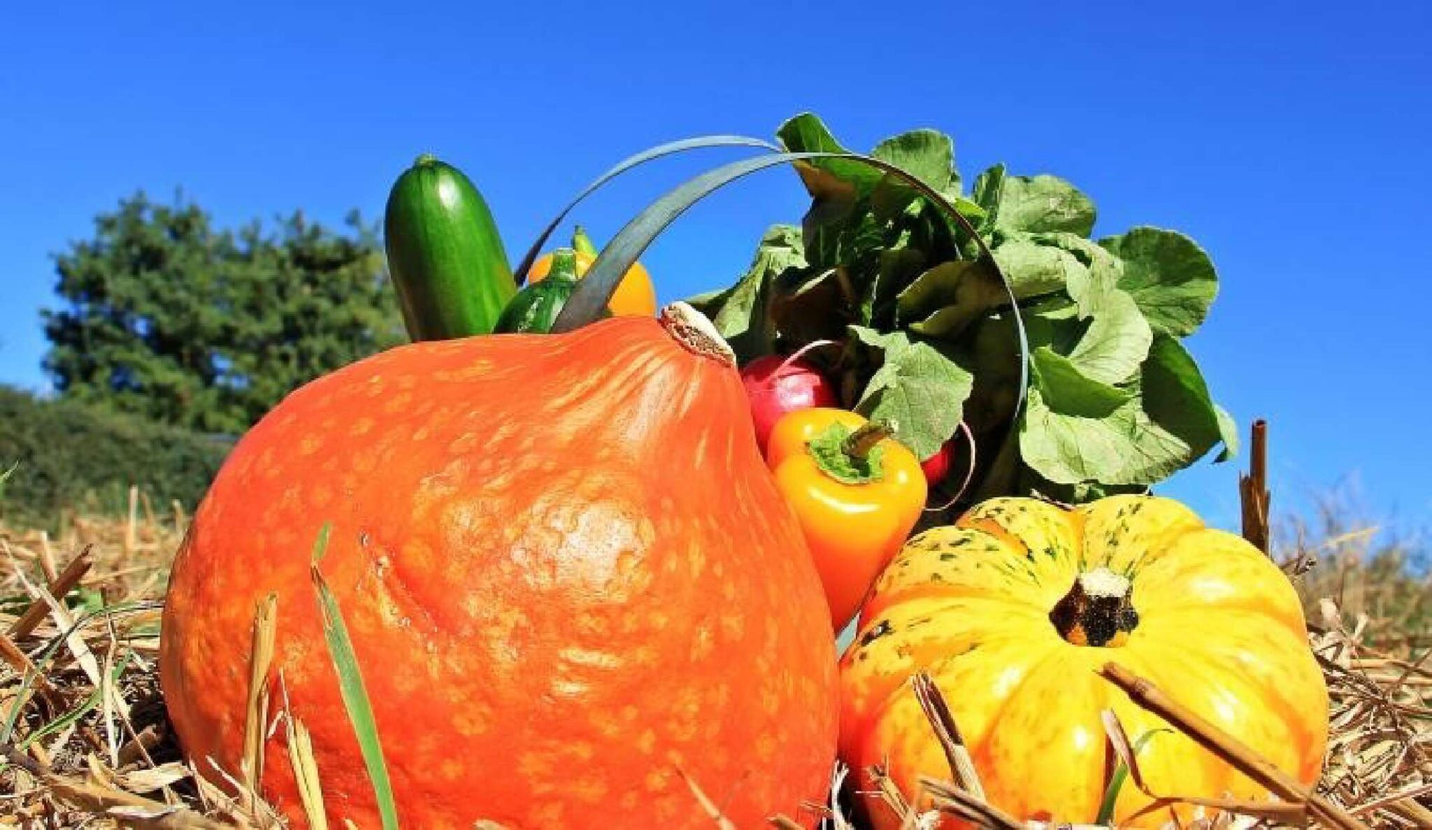 our-favorite-thanksgiving-tradition-water-conservation-one-apple-at-a