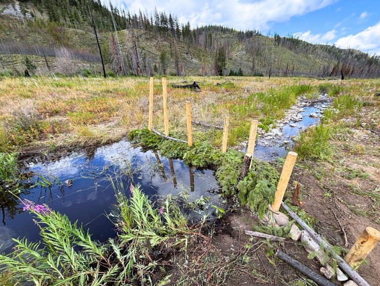 Dam! That’s Impressive. The HOW and WHY of Tolan Creek Beaver Dam Analogues