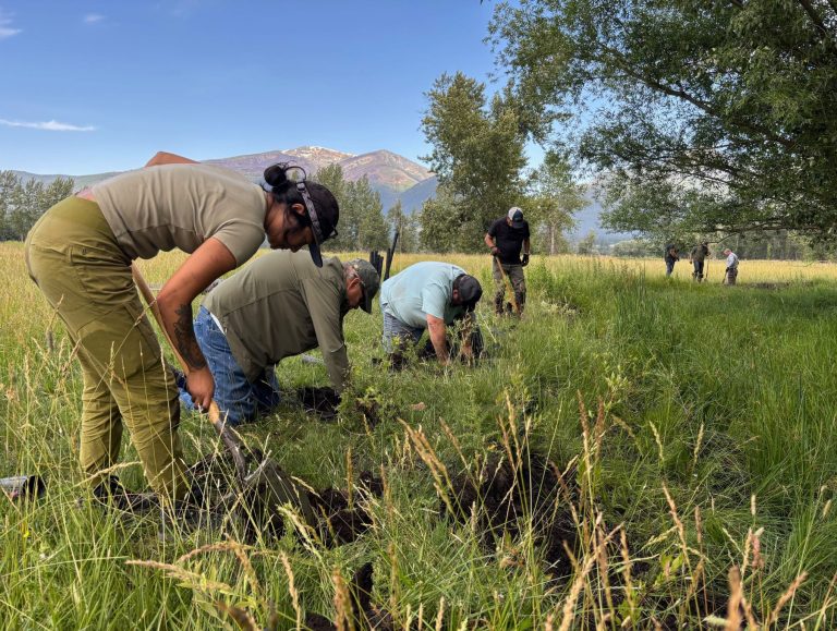 From Muddy to Mighty – Restoring North Burnt Fork one Section at a Time